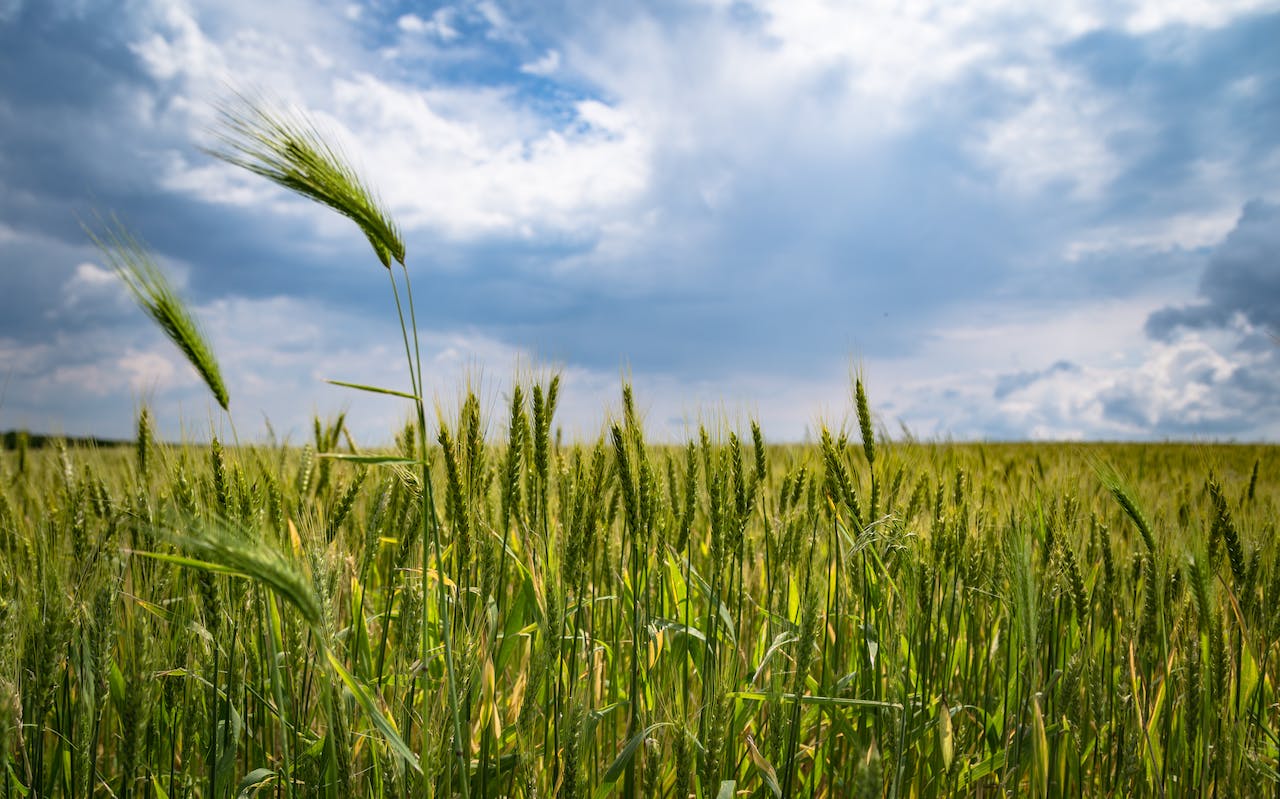 The Major Shift in Food and Farm Policy: Narendra Modi Government Perspective